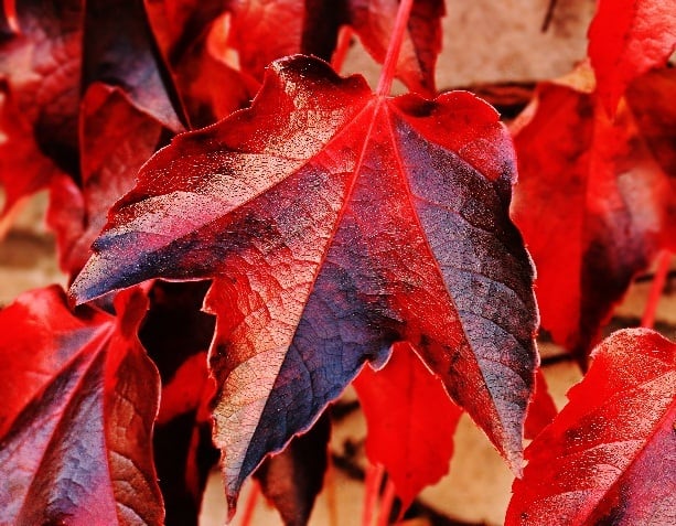 C:\Users\Ieshua\Downloads\autumn-autumn-colours-autumn-leaves-235732.jpg