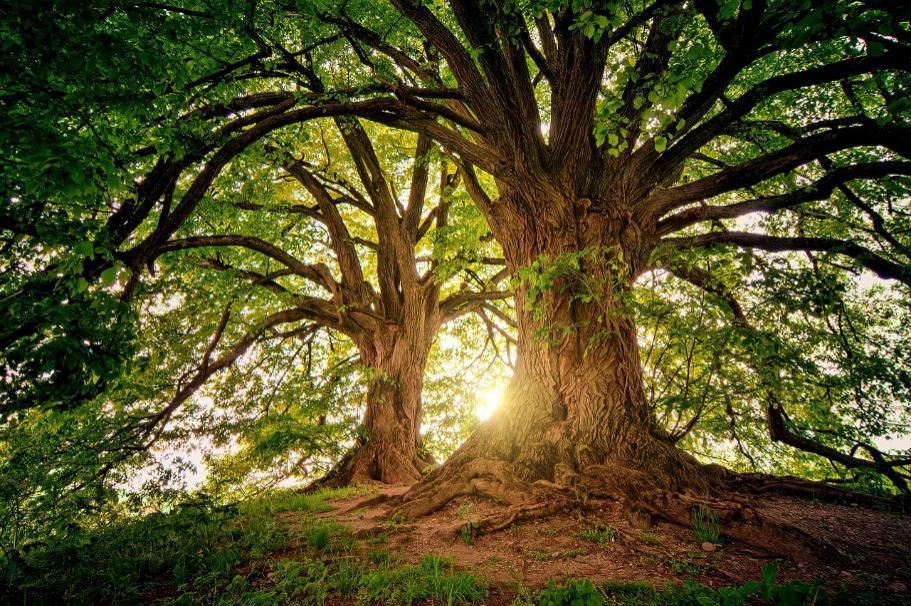 F:\A - MY PLR - PROD SITE\PLR PACKS IN PRGRS\FREEBIES-Giveaways\JUSTIN-Mood\LifestyleMoodREPORT\Images\tree-3822149_1280.jpg